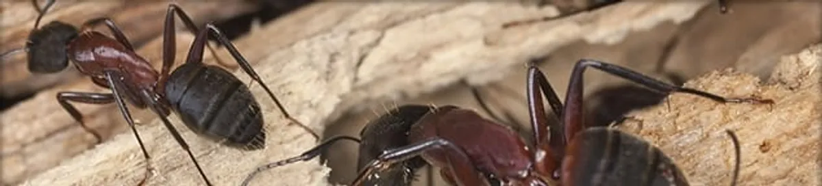 Close-up of ants on wood showing an active ant infestation in Nashua, NH