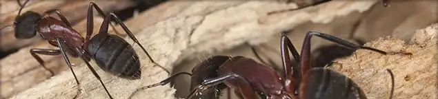 Close-up of ants on wood showing an active ant infestation in Nashua, NH