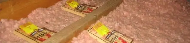 Mouse traps placed in an attic for rodent control in Nashua, NH