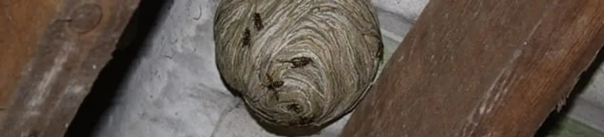 Wasp nest in an attic space, a common home infestation risk in Nashua, NH