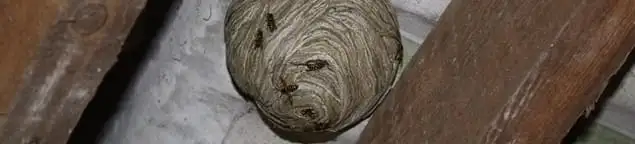 Wasp nest in an attic space, a common home infestation risk in Nashua, NH