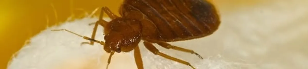 Close-up of a bed bug, a sign of an active infestation in Nashua, NH