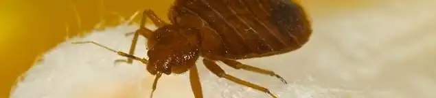 Close-up of a bed bug, a sign of an active infestation in Nashua, NH
