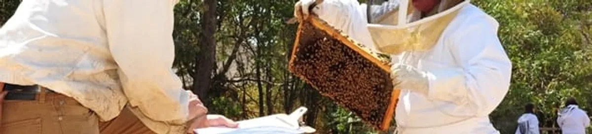 Bee removal specialists relocating a hive and honeycomb safely in Nashua, NH