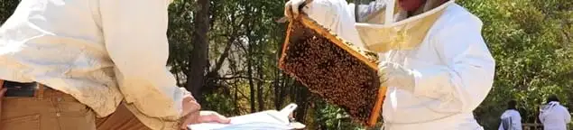 Bee removal specialists relocating a hive and honeycomb safely in Nashua, NH