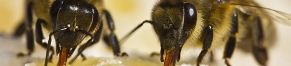 Close-up of honey bees, a sign of a nearby hive in Nashua, NH