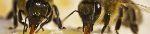 Close-up of honey bees, a sign of a nearby hive in Nashua, NH