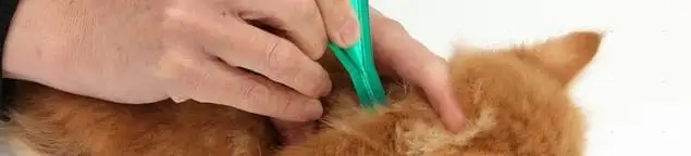 Flea treatment for pets using a flea comb, a sign of flea problems in Nashua, NH
