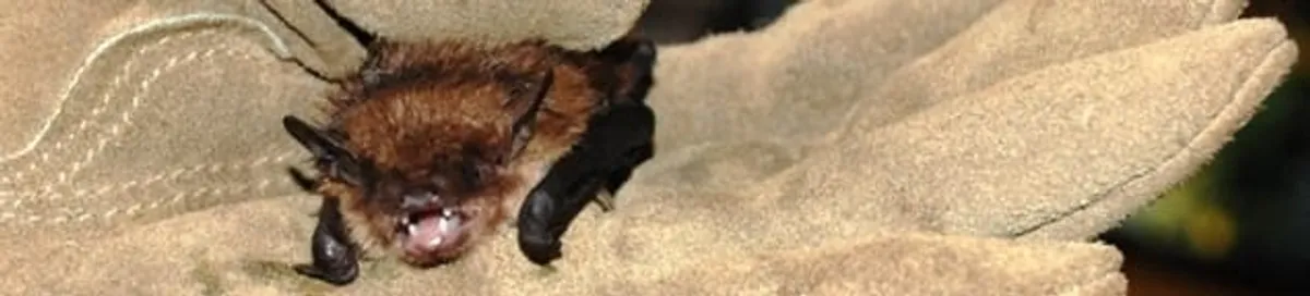 Bat removal specialist holding a bat safely during humane exclusion in Nashua, NH