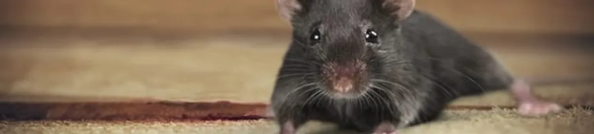 Mouse indoors, a common sign of a rodent infestation in Nashua, NH