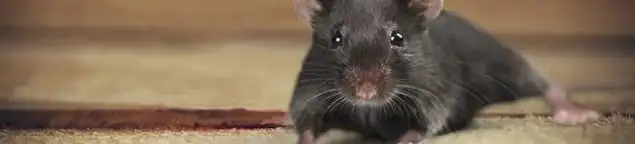 Mouse indoors, a common sign of a rodent infestation in Nashua, NH