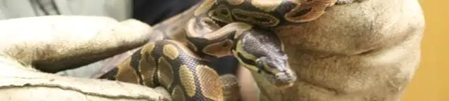 Snake removal specialist safely handling a snake with protective gloves in Nashua, NH