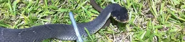 Snake in a yard, a common sign of a snake problem near a home in Nashua, NH
