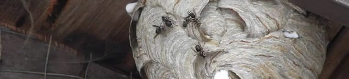 Close-up of a wasp nest with active wasps, a sign of an infestation in Nashua, NH
