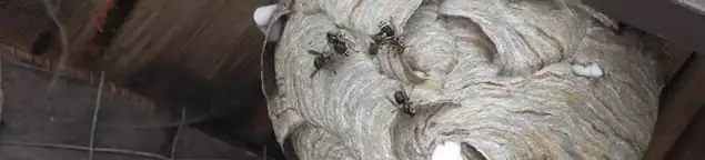 Close-up of a wasp nest with active wasps, a sign of an infestation in Nashua, NH